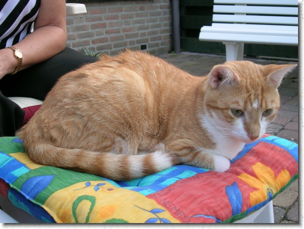Klik hier voor de originele foto
